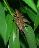 Jumping Bush Cricket - <i>Orocharis saltator</i>
