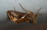 Common Looper Moth - <i>Autographa precationis</i>