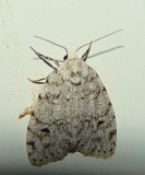 Little White Lichen Moth - <i>Clemensia albata</i>