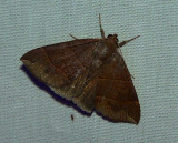 Maple Looper Moth - <i>Parallelia bistriaris</i>
