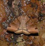 Clover Looper - <i>Caenurgina crassiuscula</i>