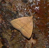 Yellowish Zanclognatha - <i>Zanclognatha marcidilinea</i>