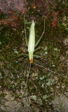 Narrow-winged Tree Cricket - <i>Oecanthus niveus</i>