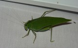 Greater Angle-wing Katydid - <i>Microcentrum rhombifolium</i>