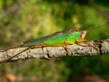 Handsome Meadow Katydid - <i>Orchelimum pulchellum</i>