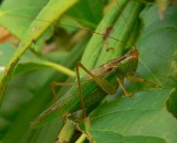 Meadow Katydid