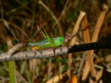 Handsome Meadow Katydid - <i>Orchelimum pulchellum</i>