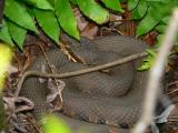 Florida Cottonmouth - <i>Agkistrodon piscivorus conanti</i> 