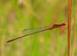 Cherry Bluet - <i>Enallagma concisum</i>