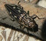 Sculptured Pine Borer - <i>Chalcophora virginiensis</i>