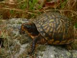 Eastern Box Turtle - <i>Terrapene carolina carolina</i>