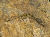 Vesper Bluets - <i>Enallagma vesperum</i>