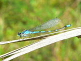 Pine Barrens Bluet - <i>Enallagma recurvatum</i>