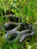 Black Rat Snake - <i>Elaphe obsoleta obsoleta</i>