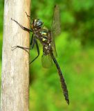 Ocellated Emerald - <i>Somatochlora minor</i>