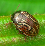 Russet Alder Leaf Beetle - <i>Calligrapha alni</i>