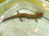 Black-bellied Salamander - <i>Desmognathus quadramaculatus</i>