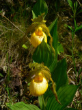 Yellow Ladys-Slipper - <i>Cypripedium calceolus</i>
