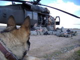 Argo checking out the Blackhawk