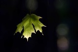 Backlit Maple Leaf *.jpg