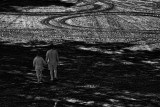 Digital Rebel Infrared