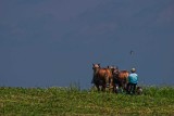 Two Horses, a Man and a Bird.jpg