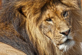 Lions Face.jpg