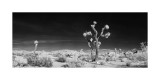 Joshua Tree Pano #7