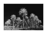 Palm Grove