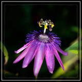 flower.jpg