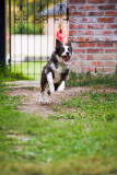 KP7_0668Sprocket.jpg