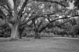 Tabasco081509 291-b&wA.JPG