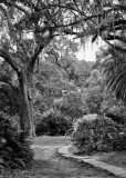 Tabasco081509 366- b&wA.JPG