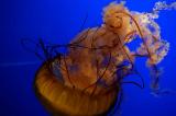 AquaJellyFish2.jpg