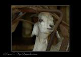 Zoo of Acadiana-0036.jpg