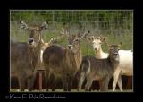 Zoo of Acadiana-0055.jpg