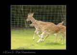 Zoo of Acadiana-0057.jpg