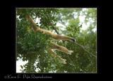 Zoo of Acadiana-0074.jpg