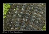 Zoo of Acadiana-0089.jpg