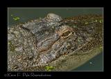 Zoo of Acadiana-0094.jpg