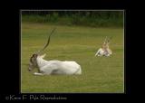 Zoo of Acadiana-0111.jpg