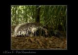 Zoo of Acadiana-0116.jpg