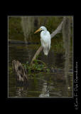 LakeMartin6 20 06-0007.jpg