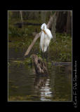 LakeMartin6 20 06-0019.jpg