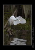 LakeMartin6 20 06-0022.jpg