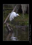 LakeMartin6 20 06-0025.jpg