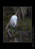 LakeMartin6 20 06-0027.jpg