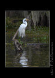 LakeMartin6 20 06-0028.jpg