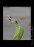 LakeMartin6 20 06-0036.jpg
