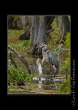 LakeMartin6 20 06-0047.jpg